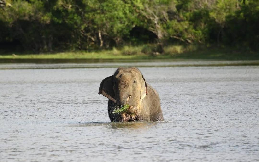 ホテル Wilpattu Lakwin Guest Pahala Maragahawewa エクステリア 写真