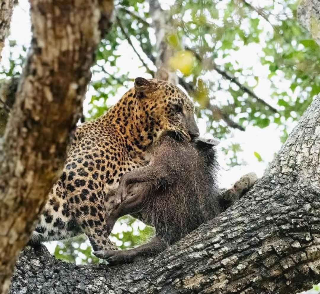 ホテル Wilpattu Lakwin Guest Pahala Maragahawewa エクステリア 写真