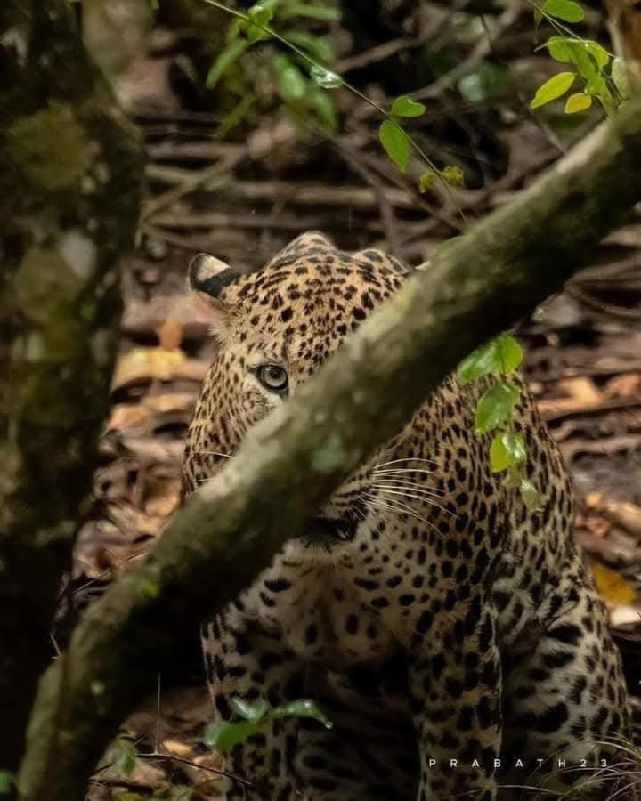 ホテル Wilpattu Lakwin Guest Pahala Maragahawewa エクステリア 写真